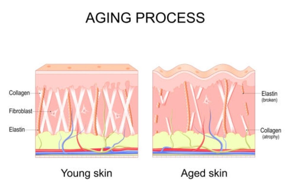 Understanding Aging: How It Affects The Anatomy of Your Face | Cosmetic ...